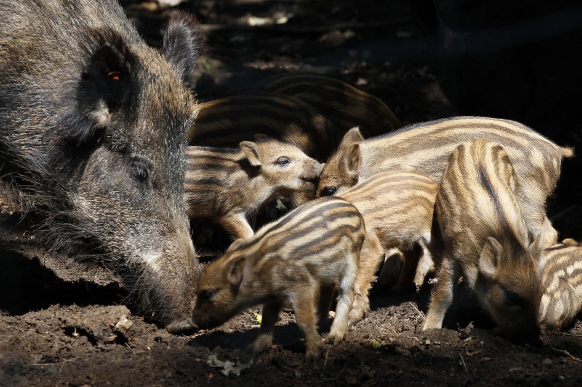 Горный дикий кабан стая
