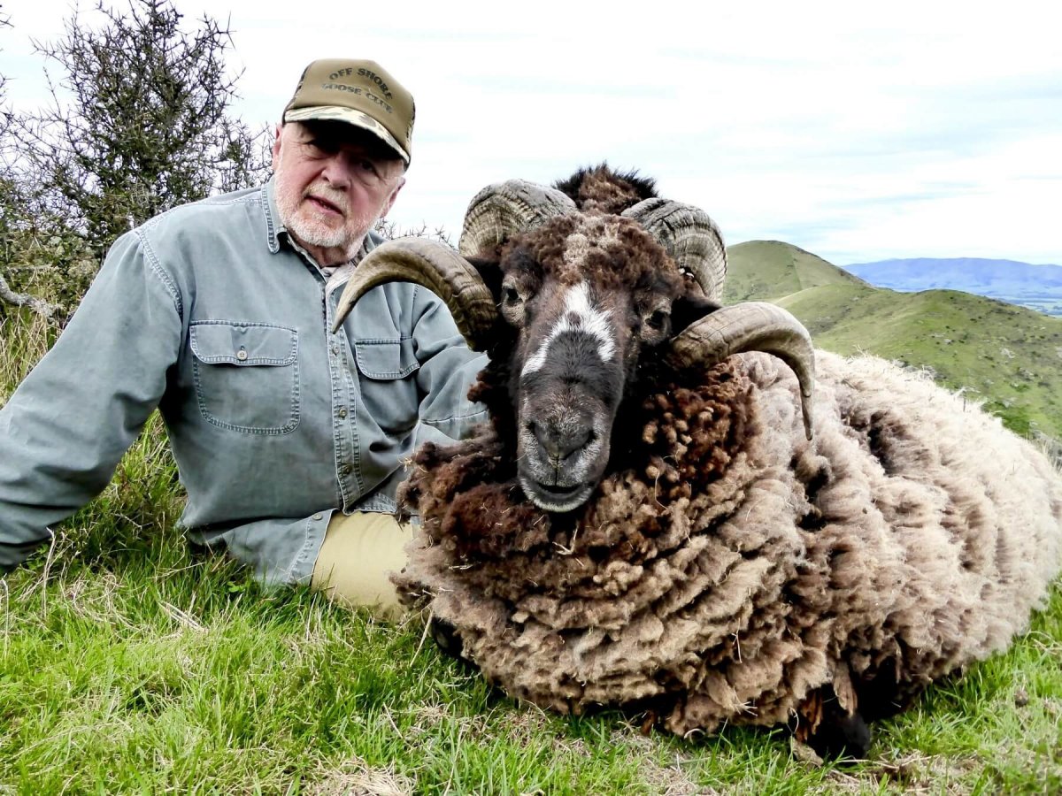 Порода Джалгинский меринос