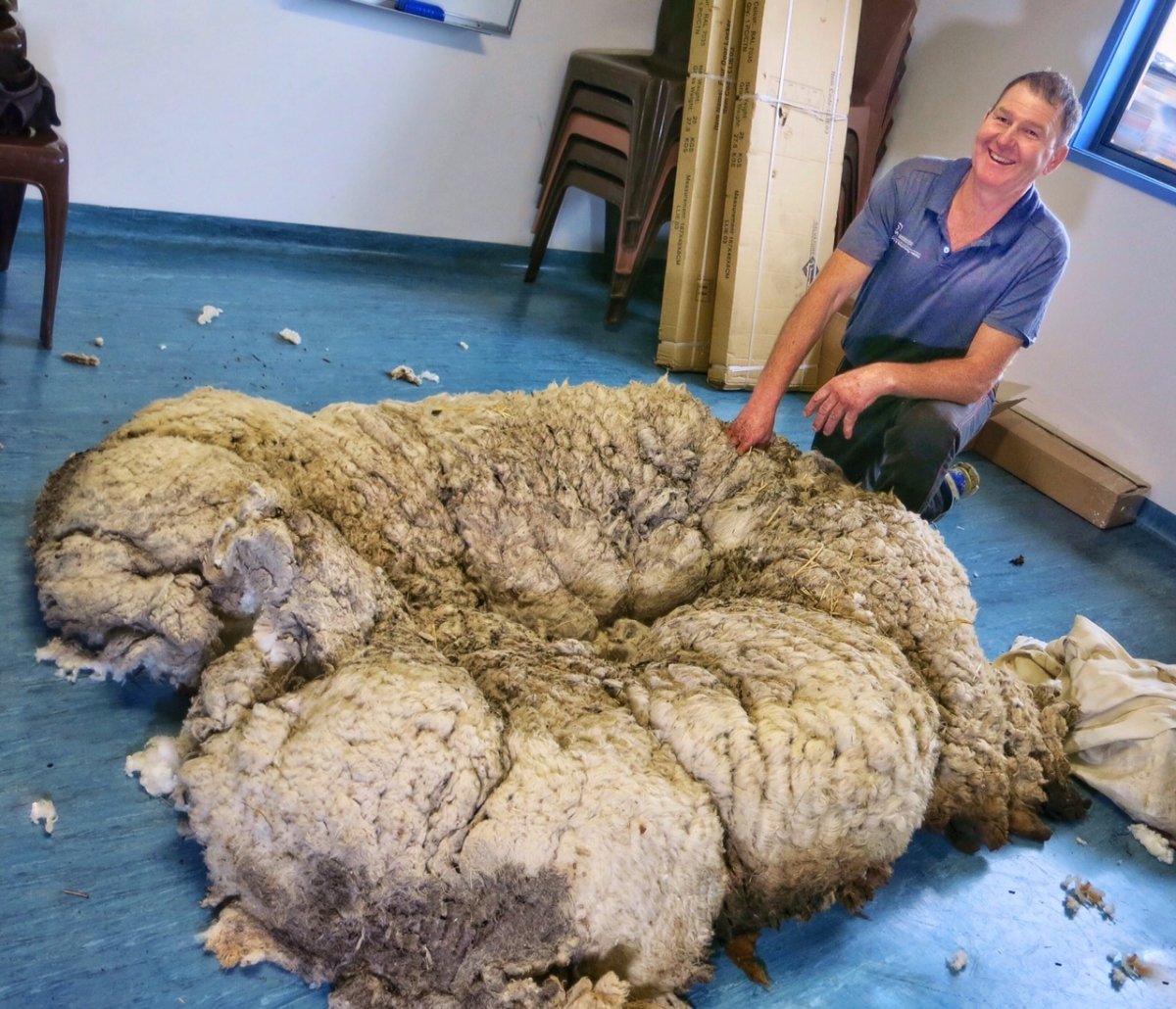 Архар аргали