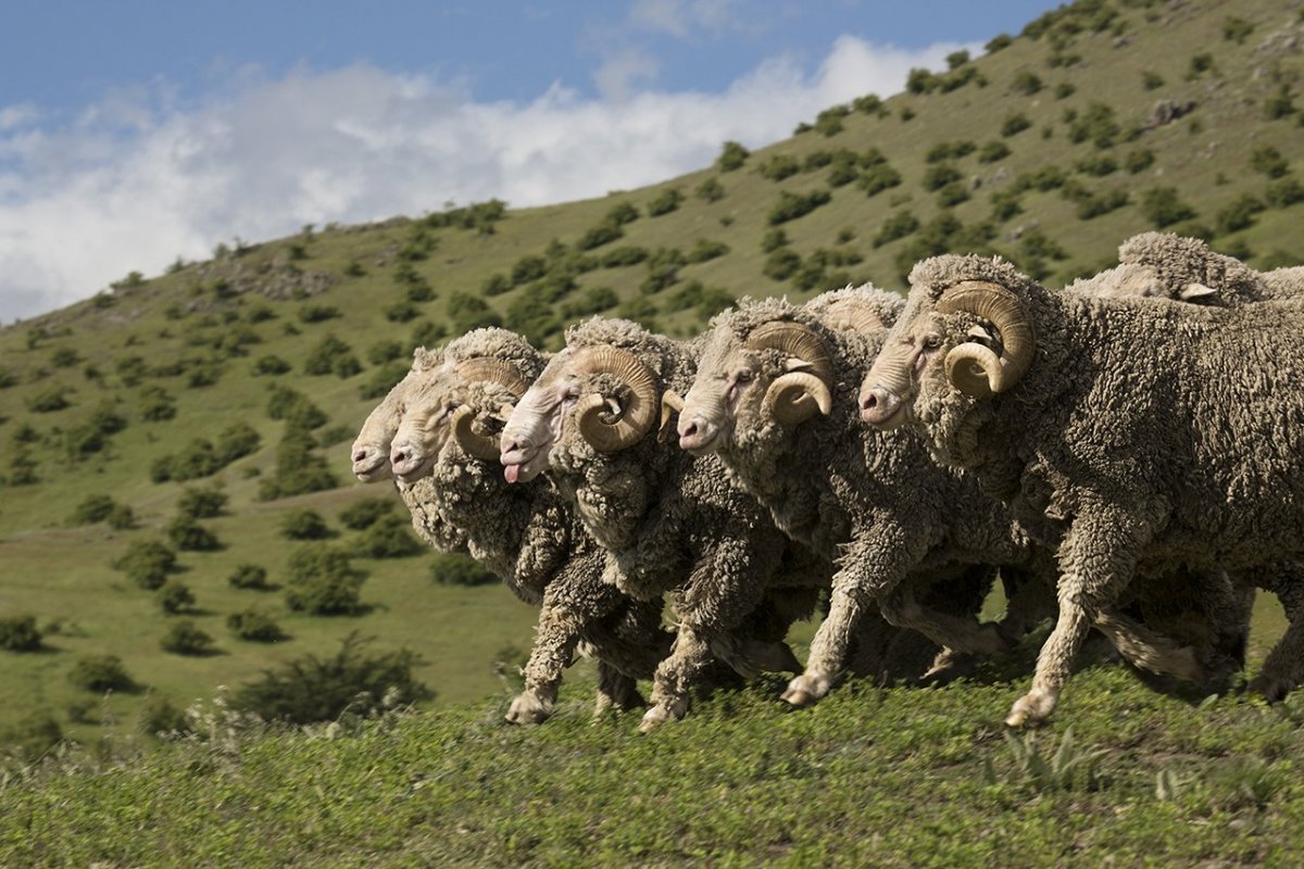 Круторогий баран