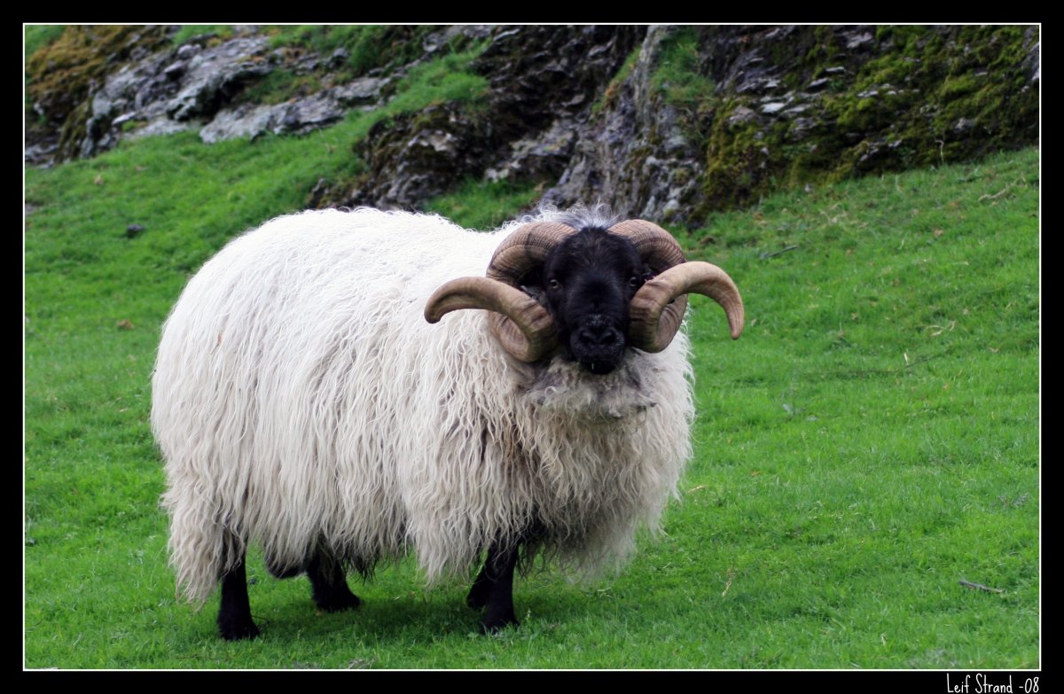 Лохтан баран