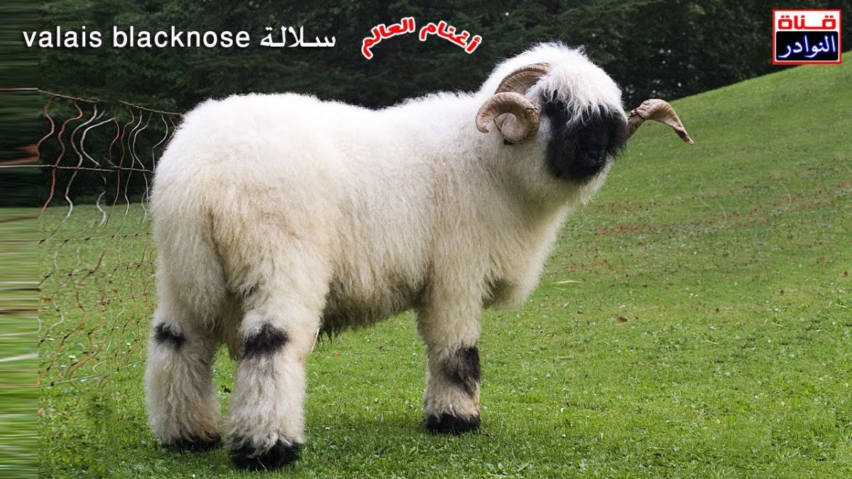 Порода овец Merinos