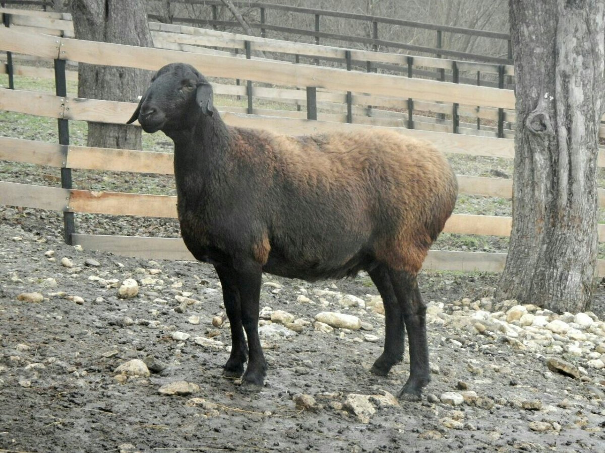 Тексель порода овец характеристика