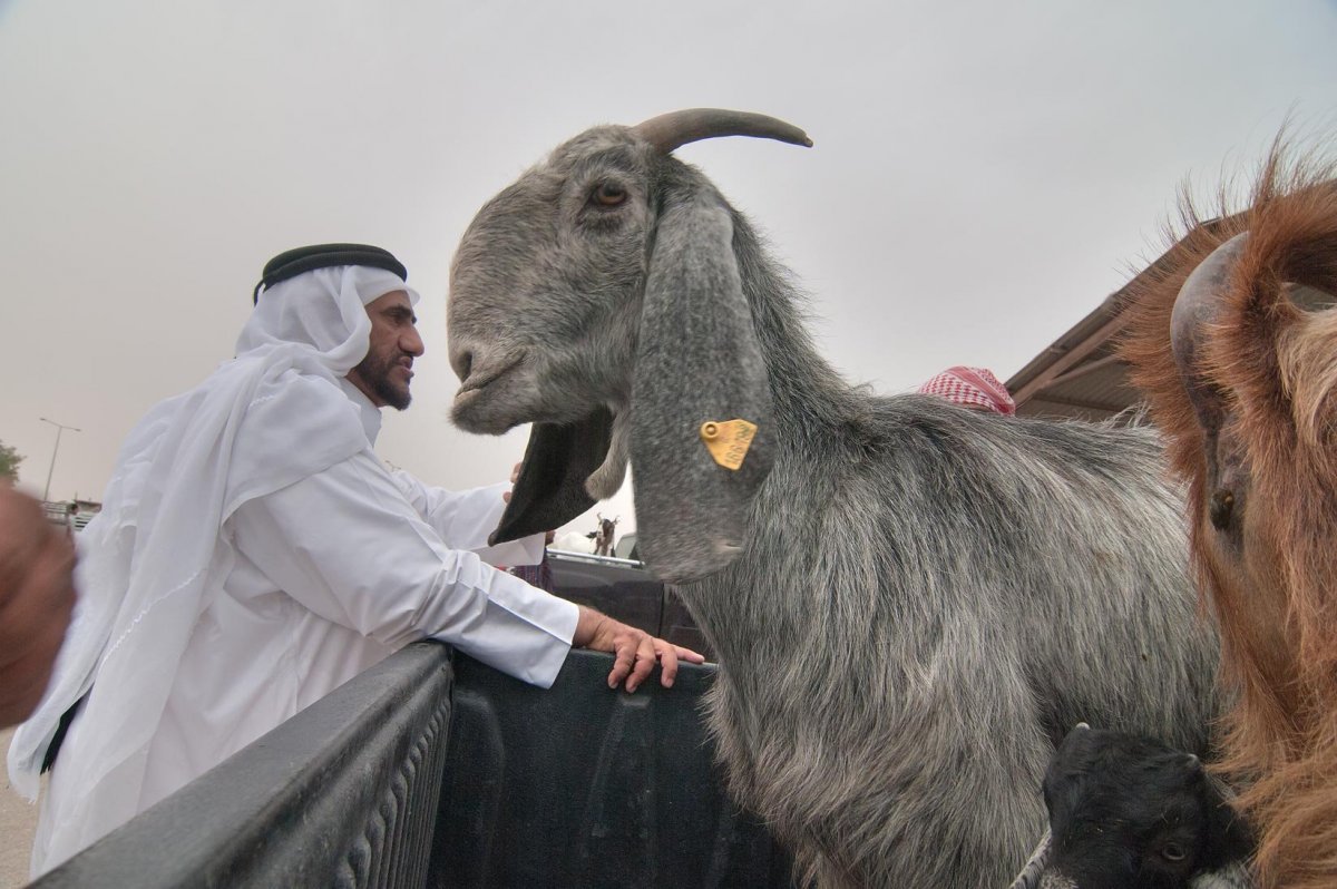 Гусфанди Марко поло