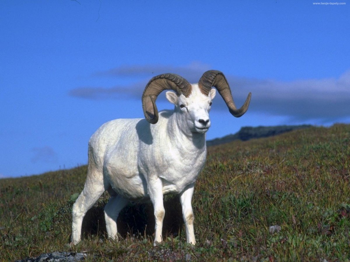 Меринос экстрафайн овцы