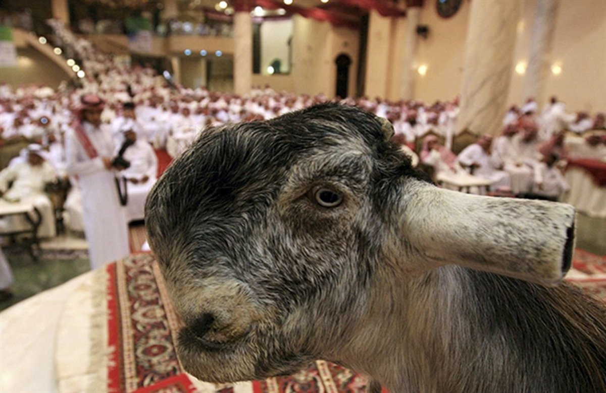 Швейцарские черноносые овцы