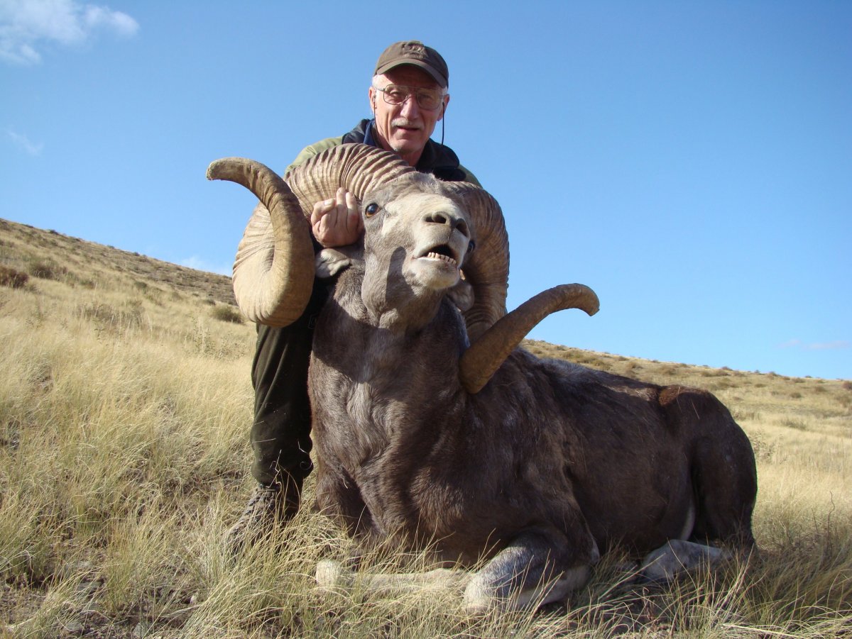 Овцы породы меринос