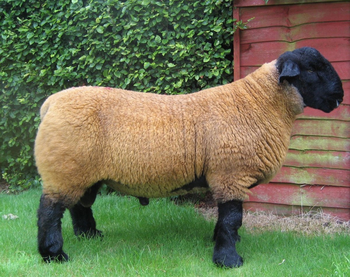 Порода овец горный карадел