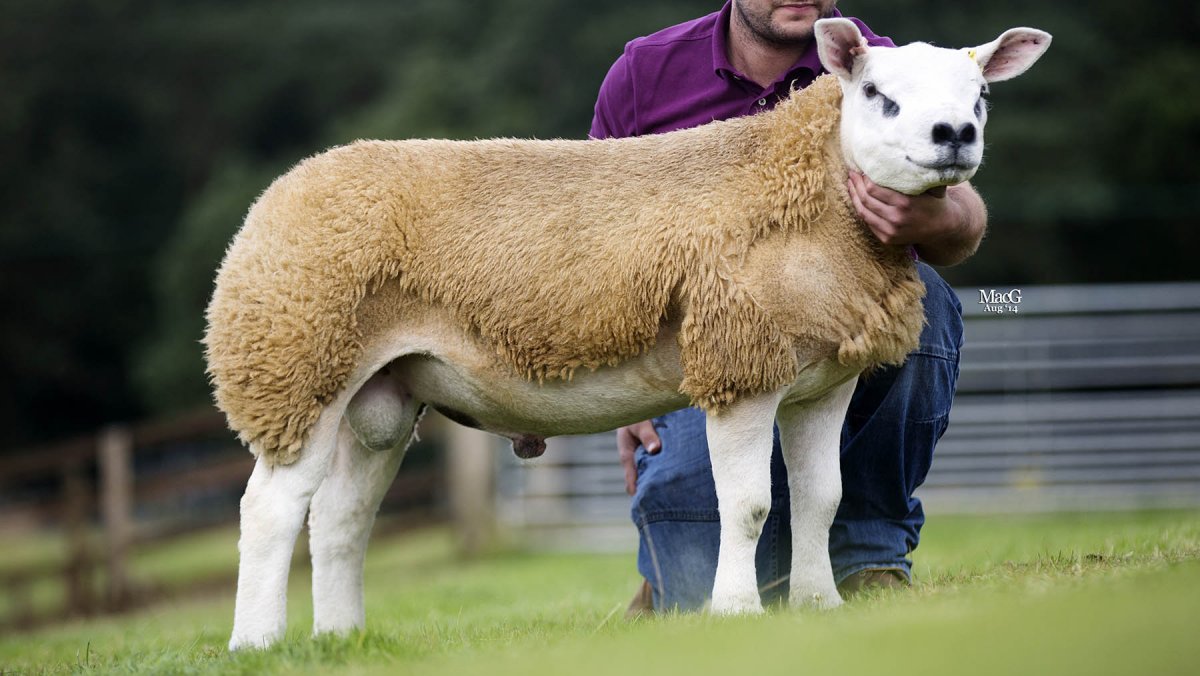 Корова и баран