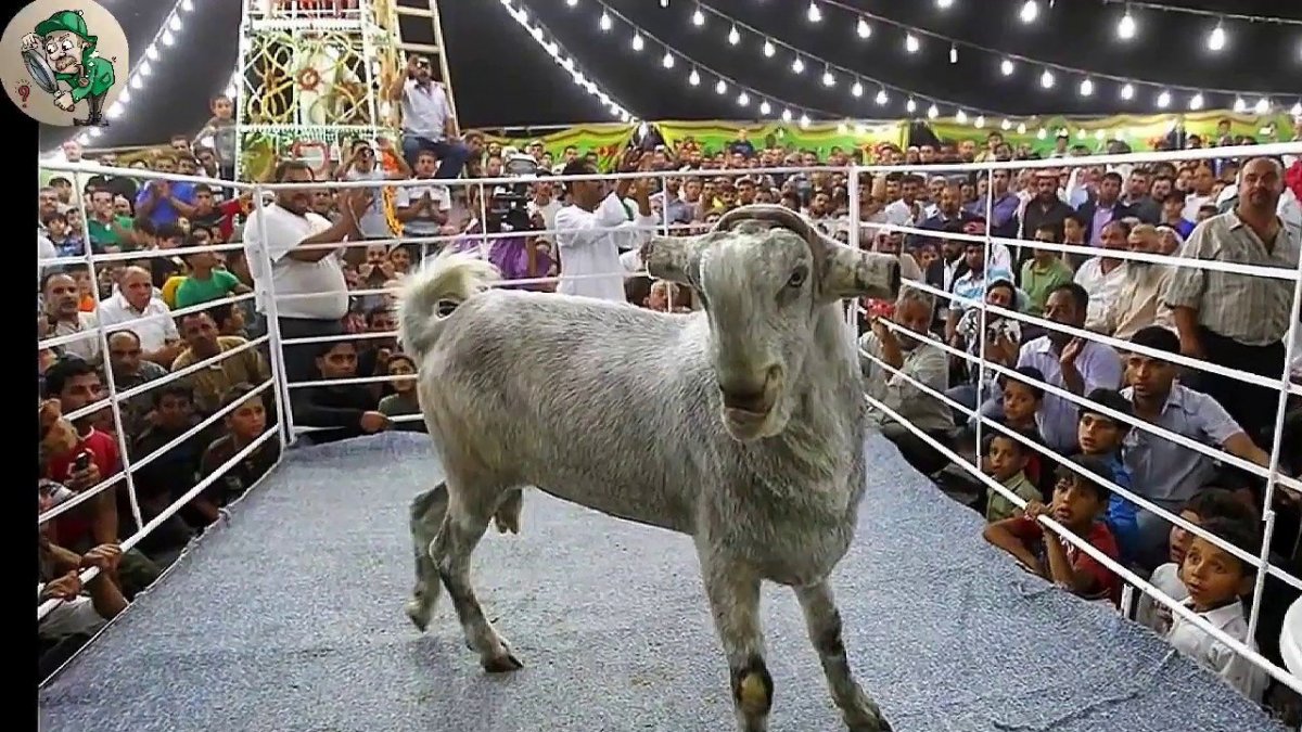 Мэнский лохтан