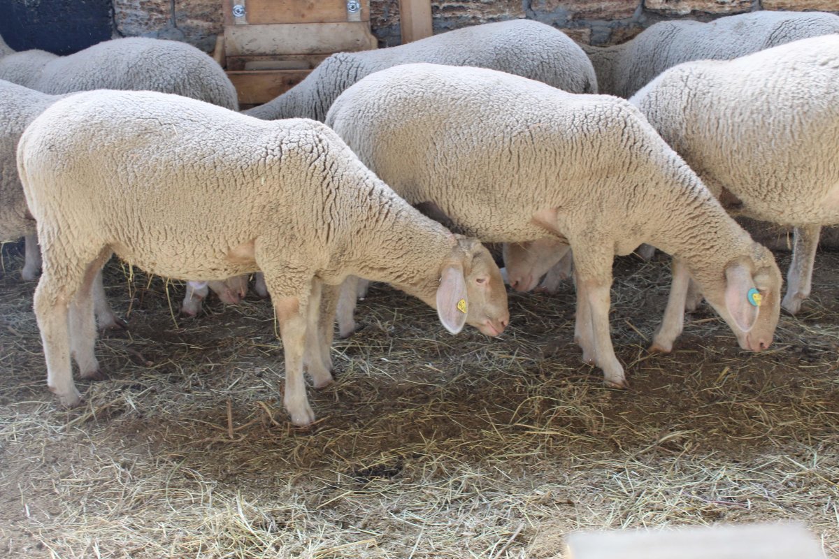 Меренолэнд порода овец