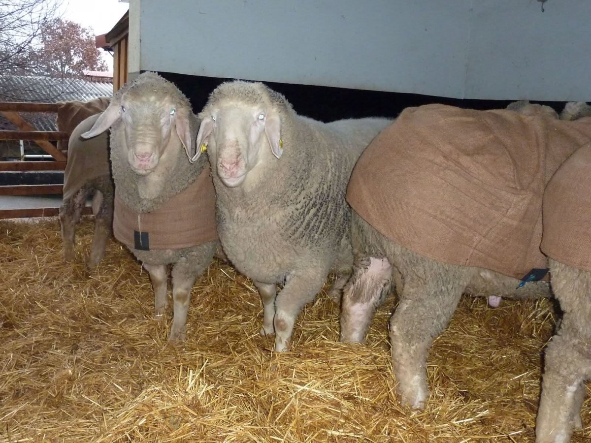 Мэриленд порода овец