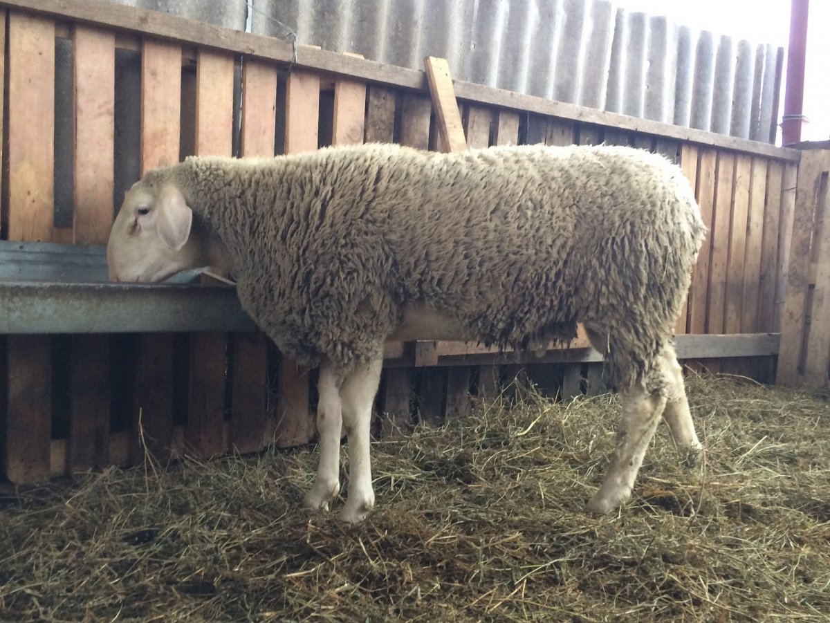 Дагестанская Горная порода овец