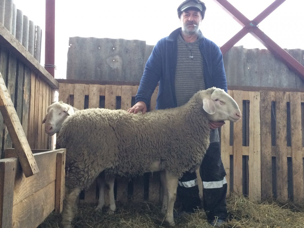 Короткошерстные породы овец