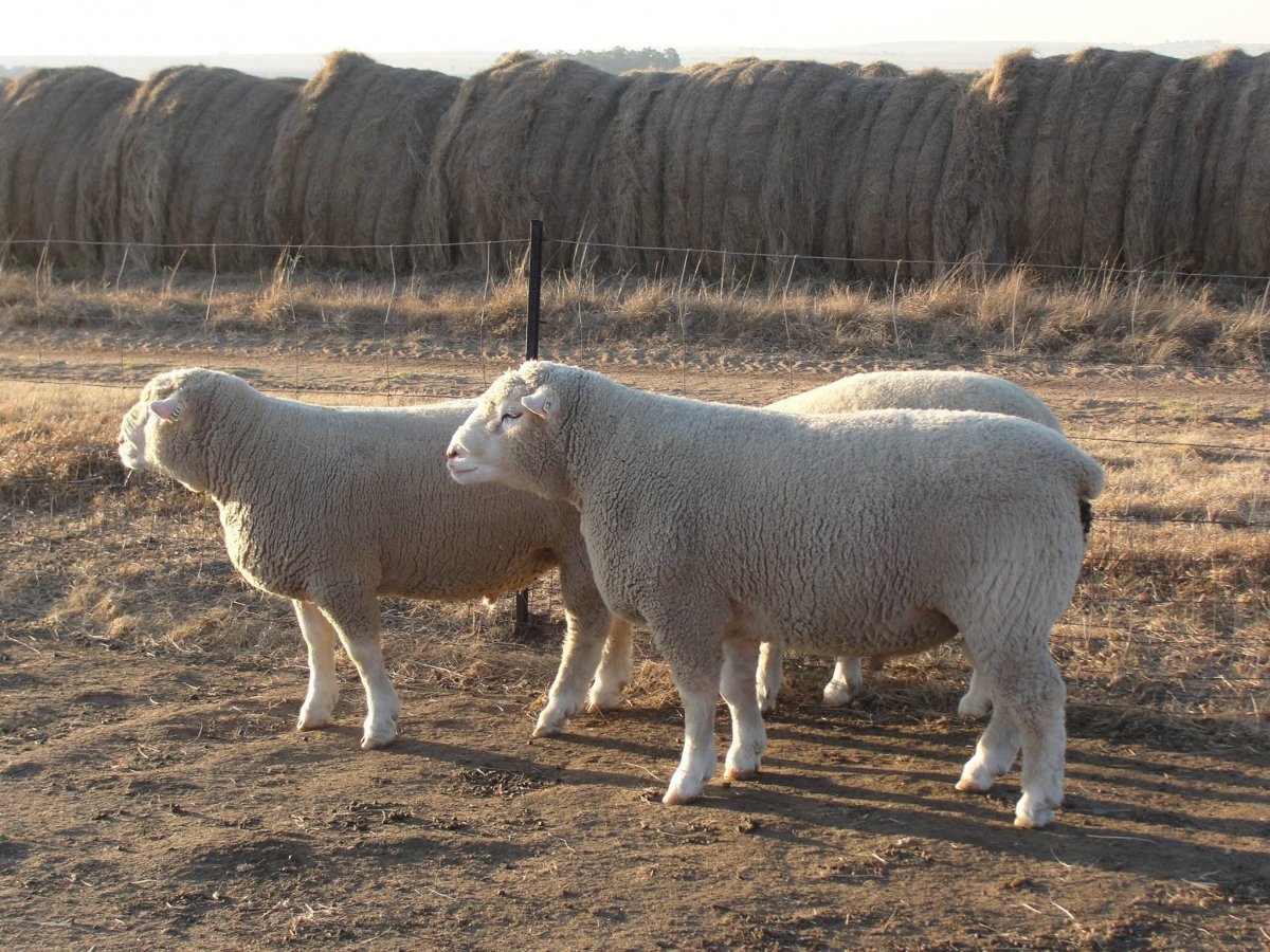 Иль де Франс порода овец