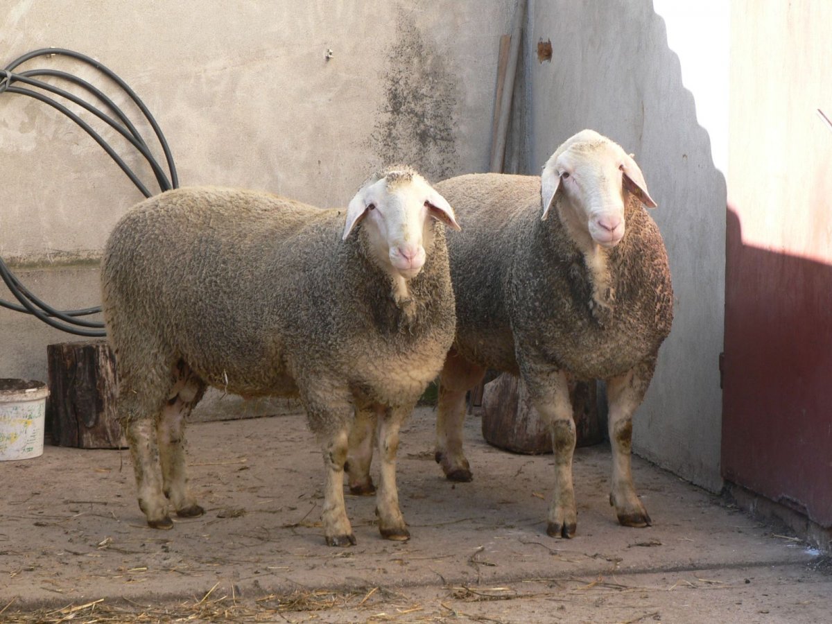 Мериноланд порода баран