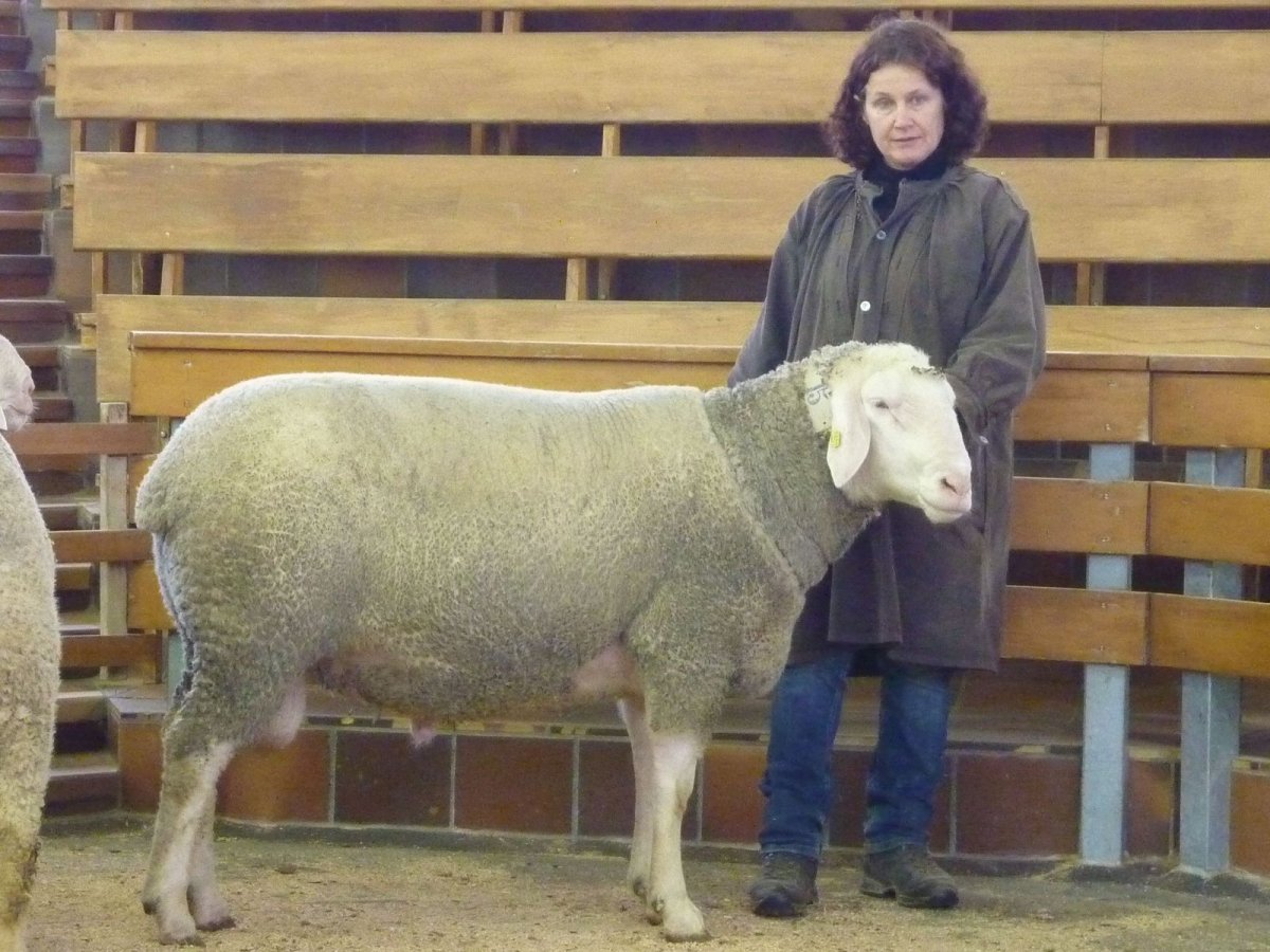 Мэриленд порода овец