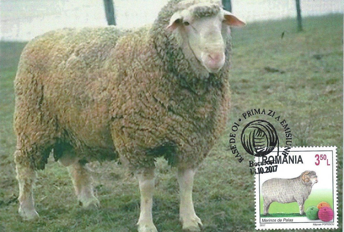 Мериноланд порода овец