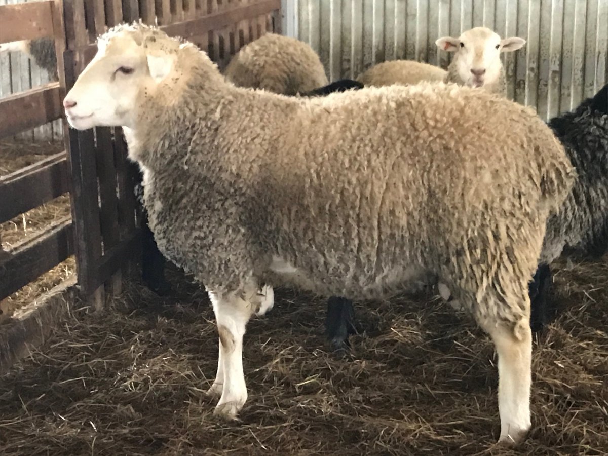 Северокавказская порода Баранов