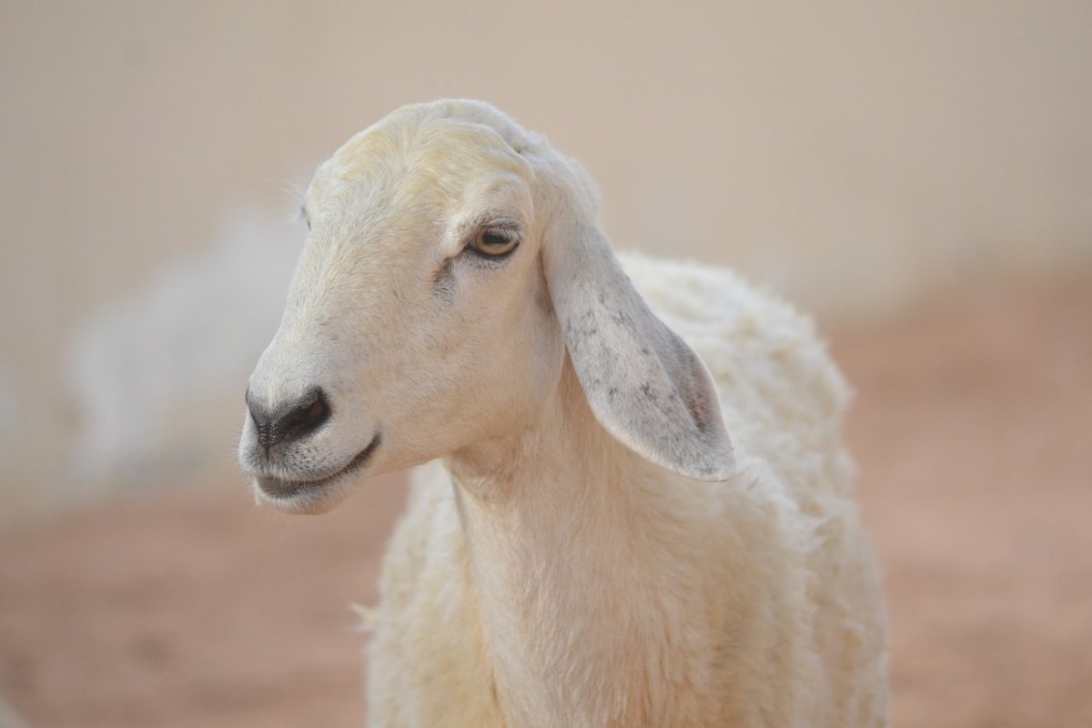 Длинноухие козы