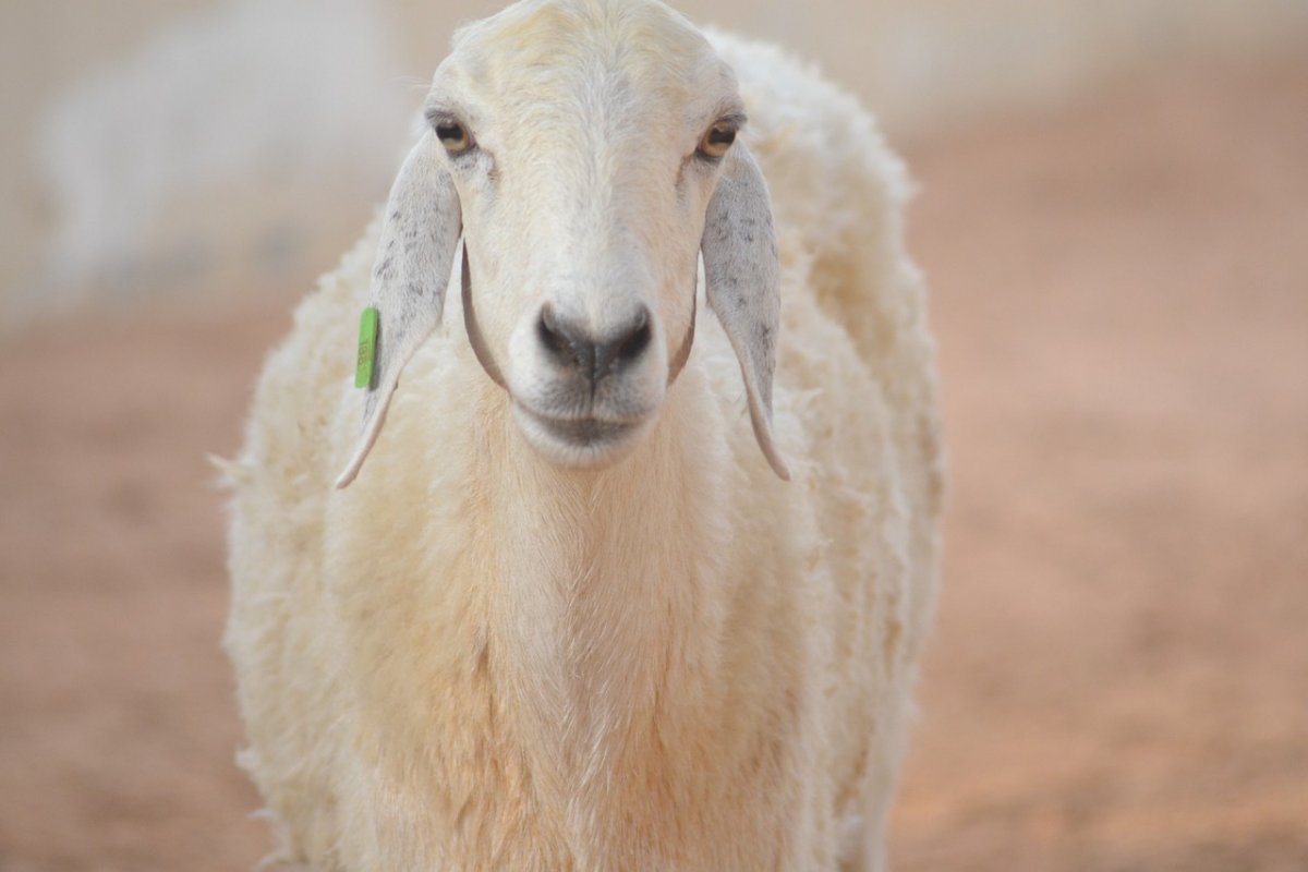 Козлы англонубийские козы