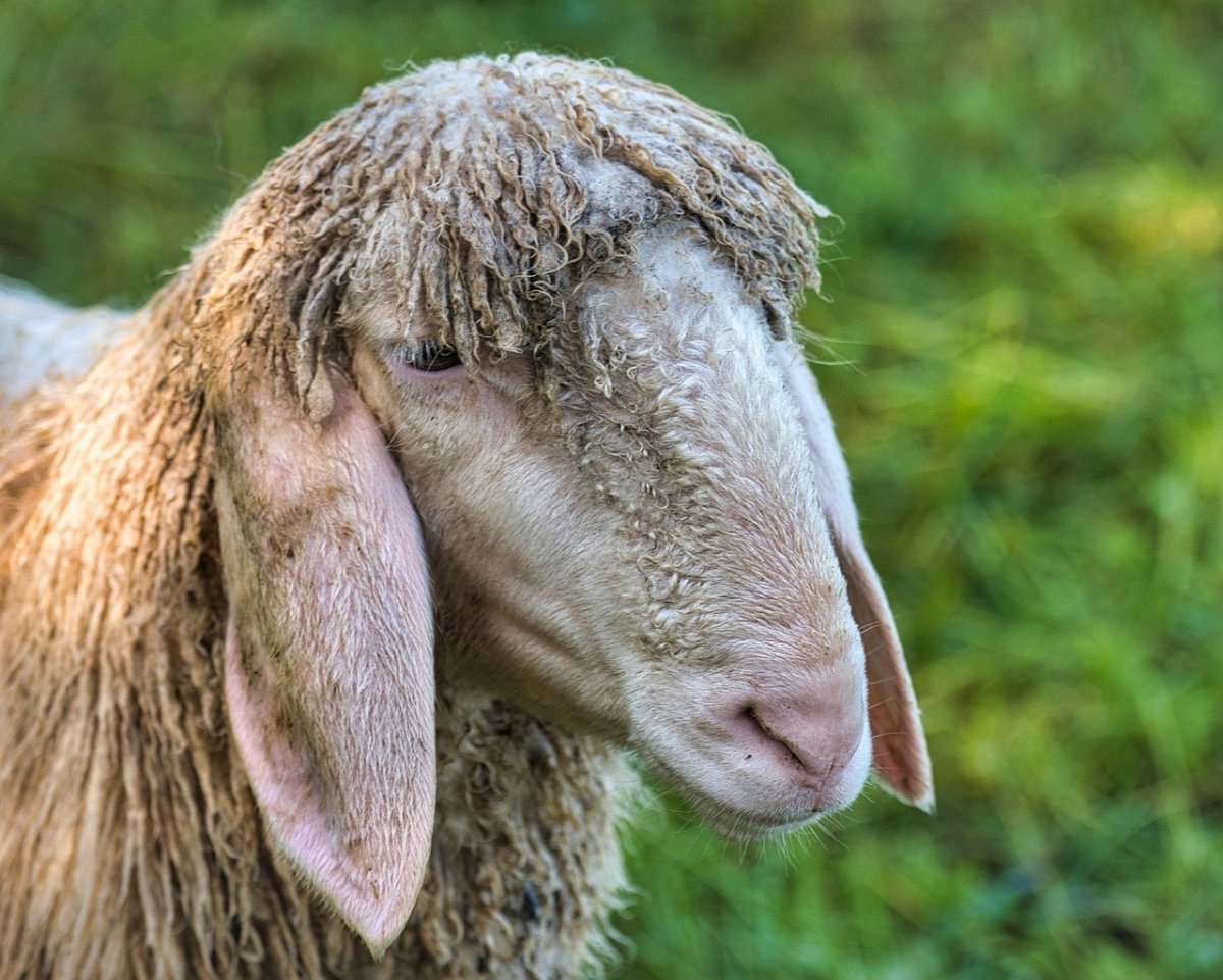 Пакистанские козы гулаби