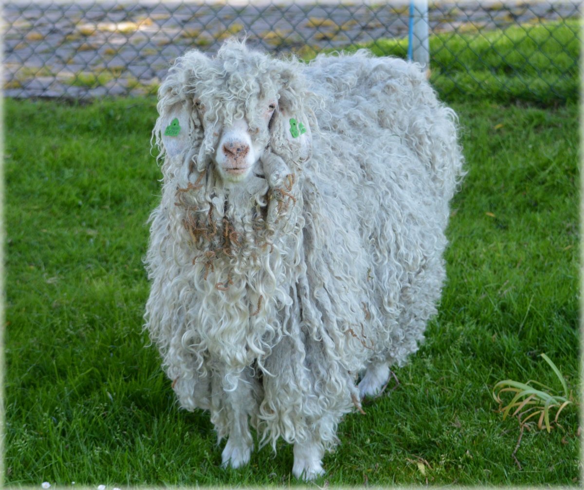 Камерун овцы