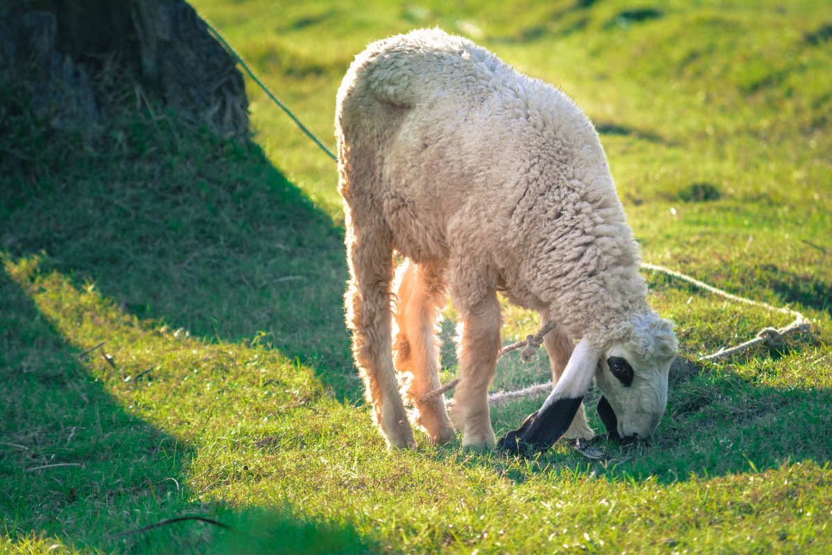 Пастбище альпак