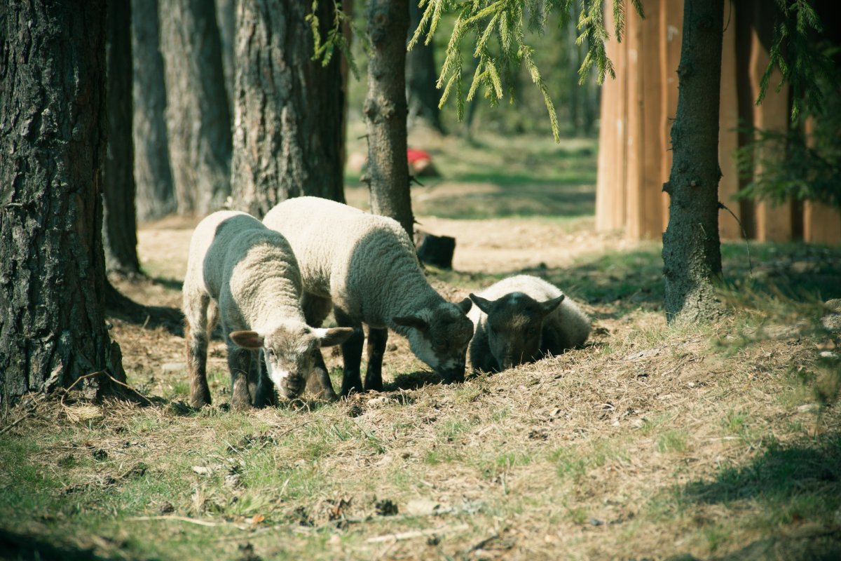 Зоопарк Луджан овцы