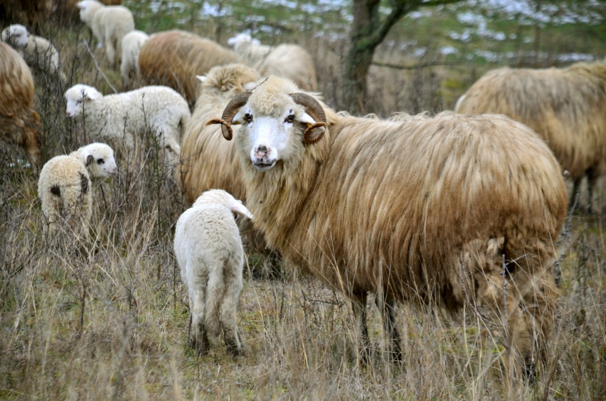 Овцеводство в Казахстане