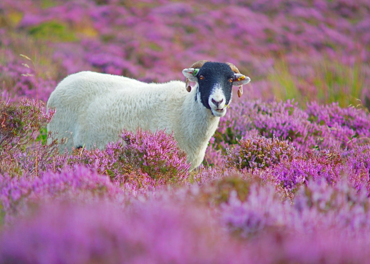Шотландия Вересковые поля овечки