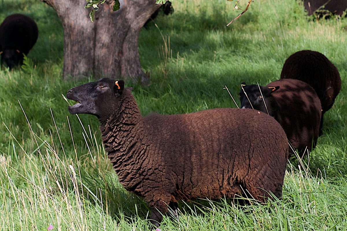 Дикие овцы в природе
