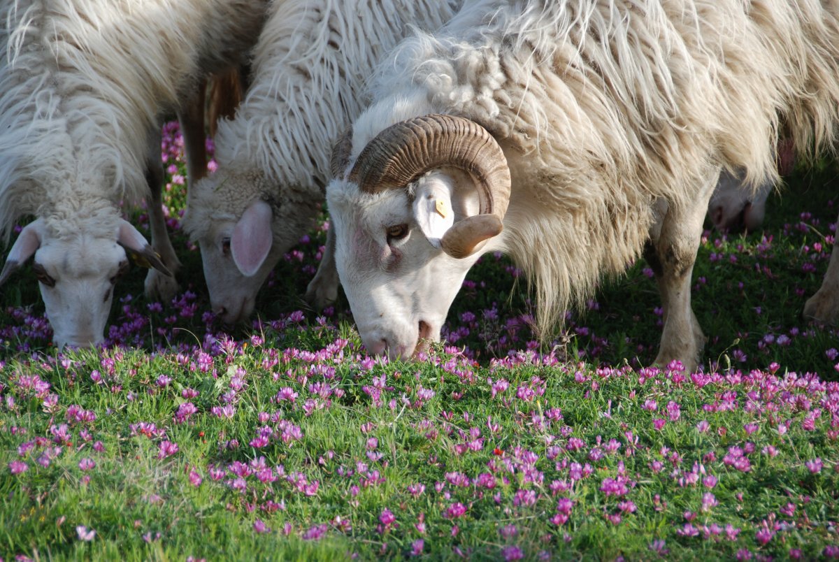 Животные Италии в природе