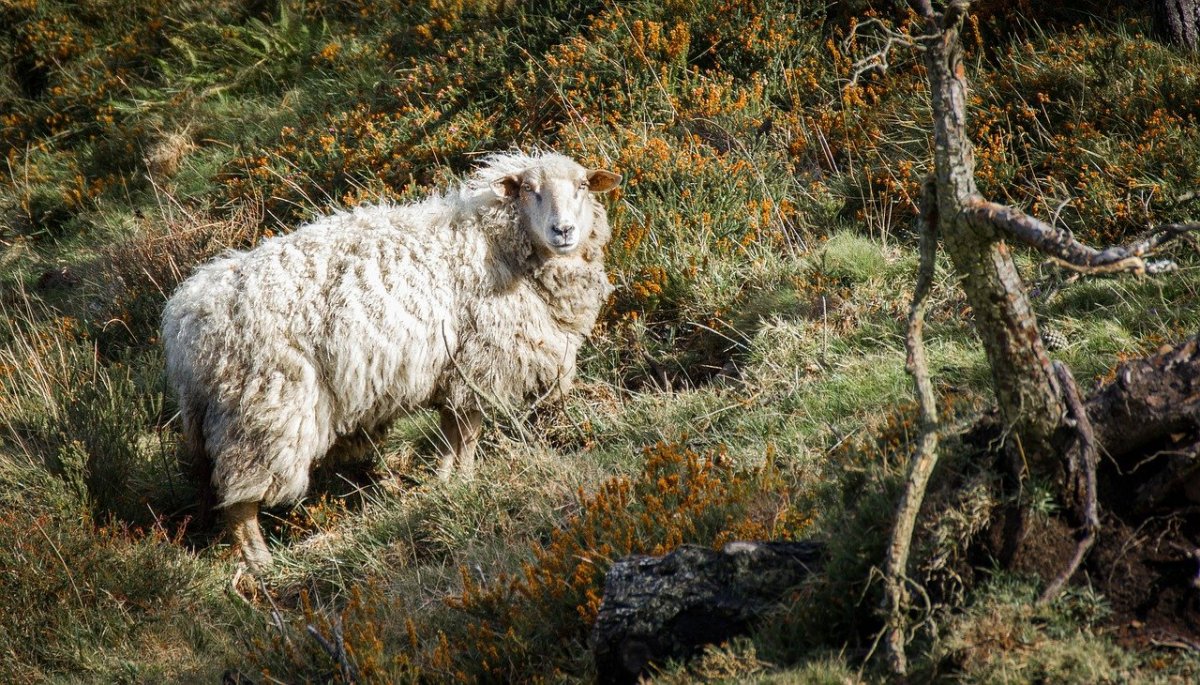 Альпийские овцы