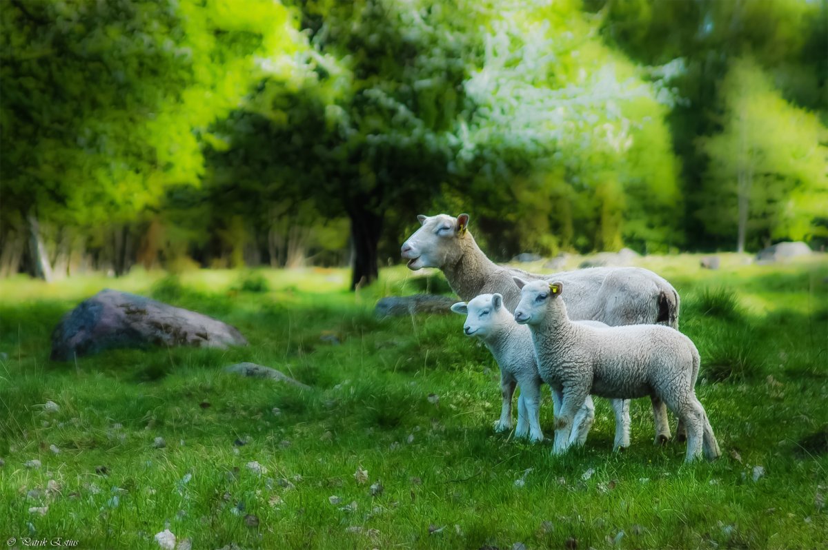 Весенняя Овечка