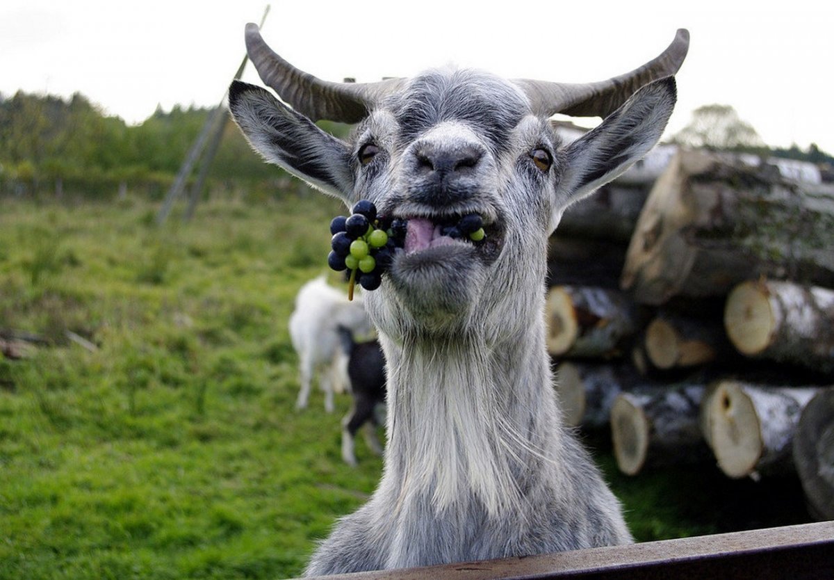 Смешная коза