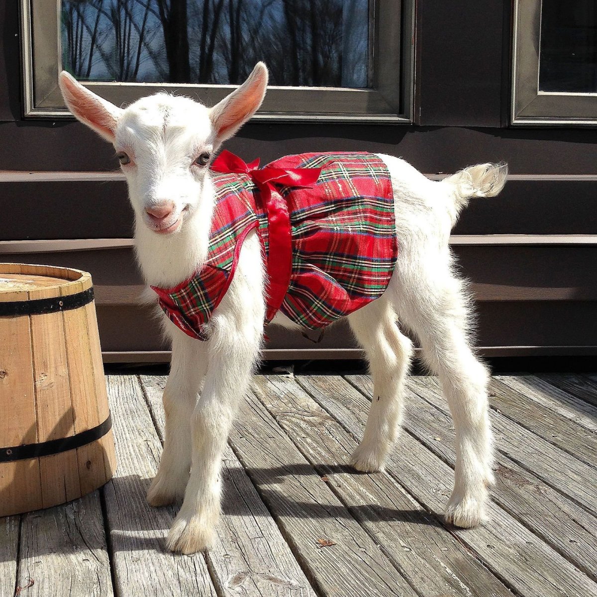 Красивая коза