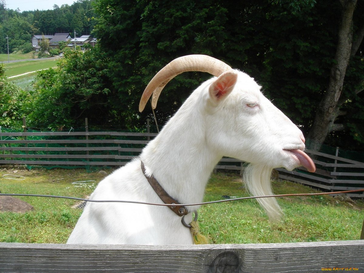 Упертая коза