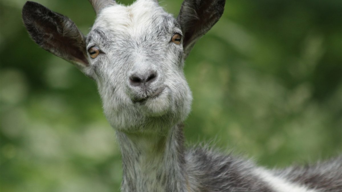 Серый козел