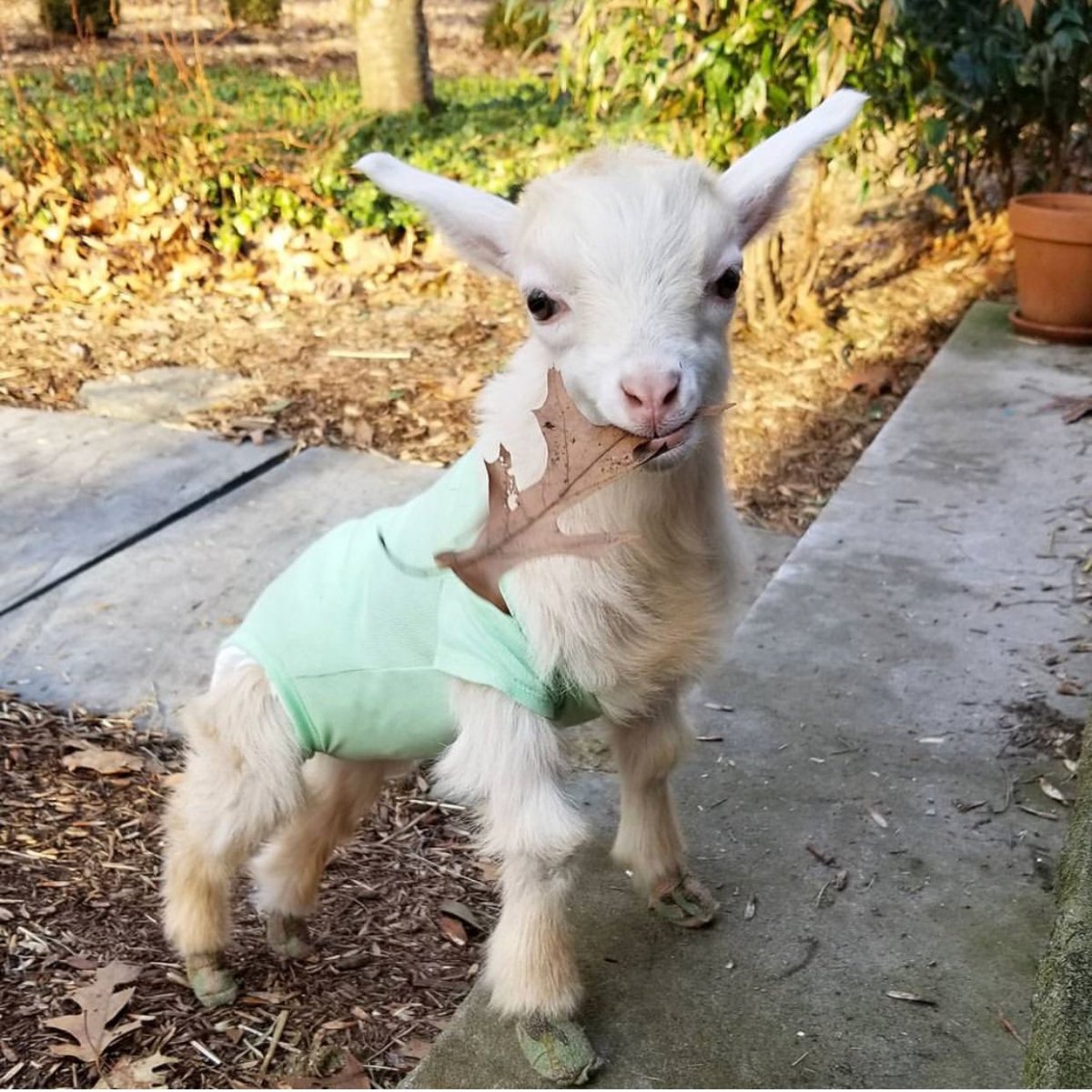 Игривая козочка