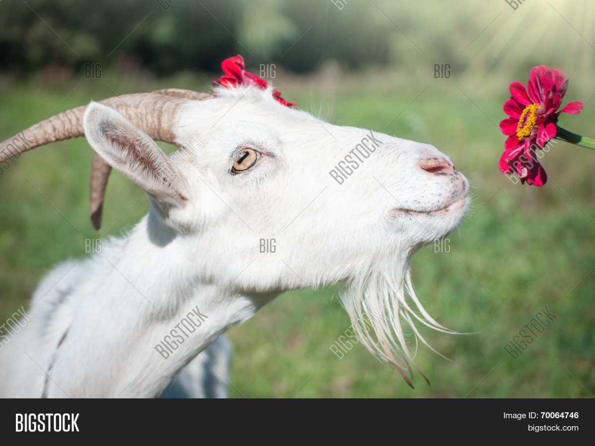 Фотопортрет у козы во рту цветок