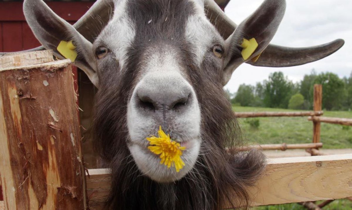 Глупая коза