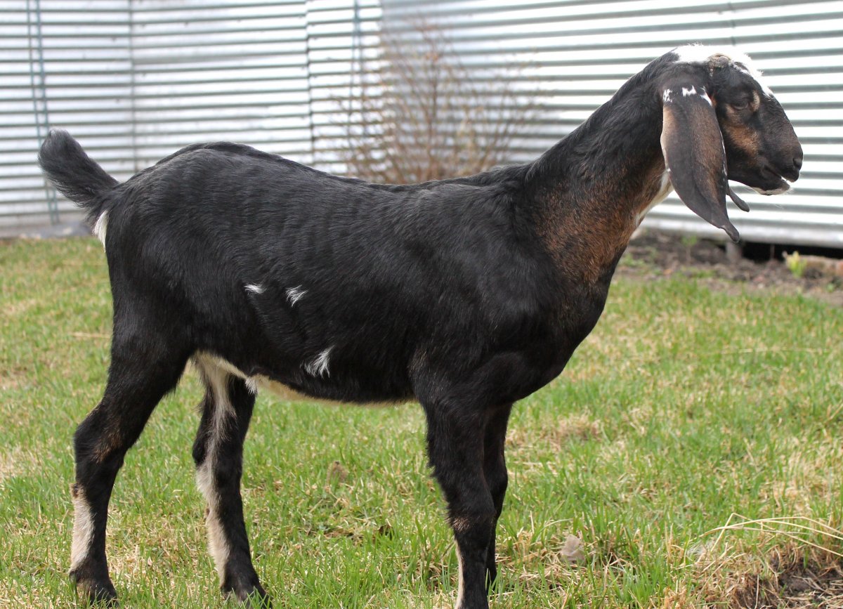 Среднеазиатская коза