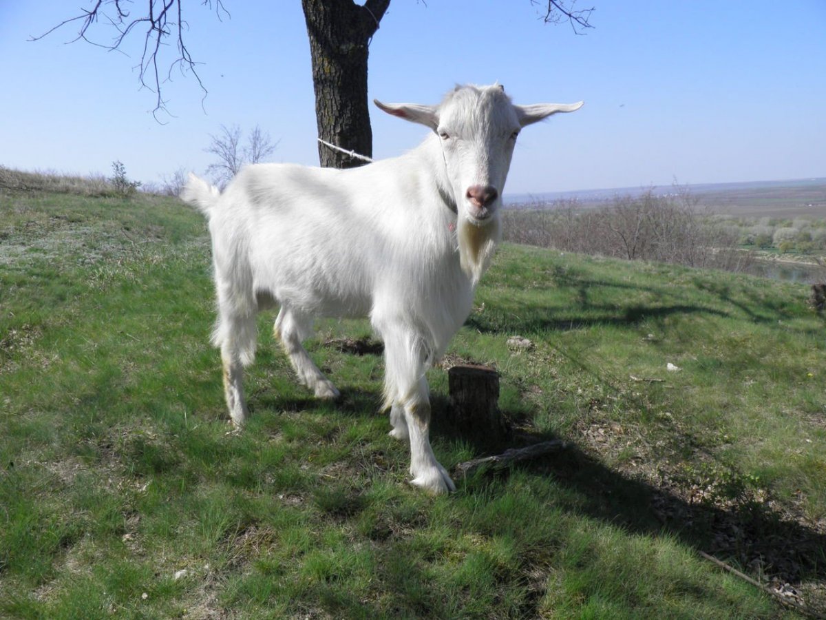 Зааненский козел комолый