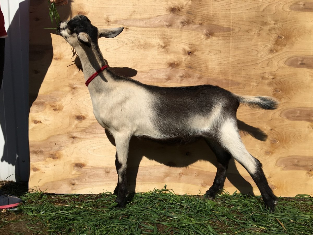 Высокогорная Альпийская коза