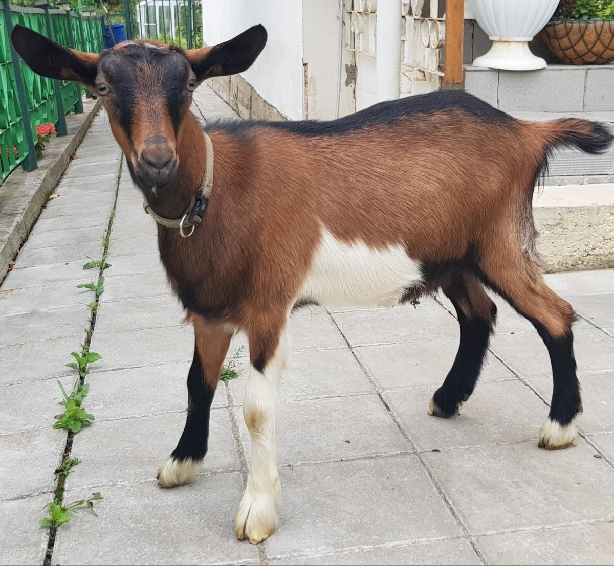 Альпийская комолая коза