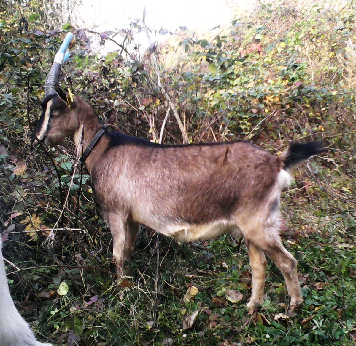 Безрогие козы породы
