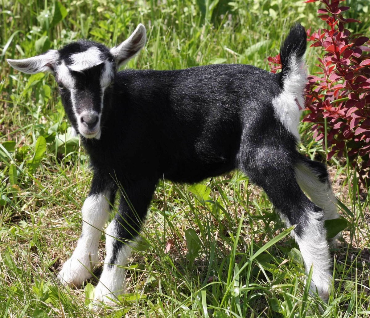 Камерунские комолые козы