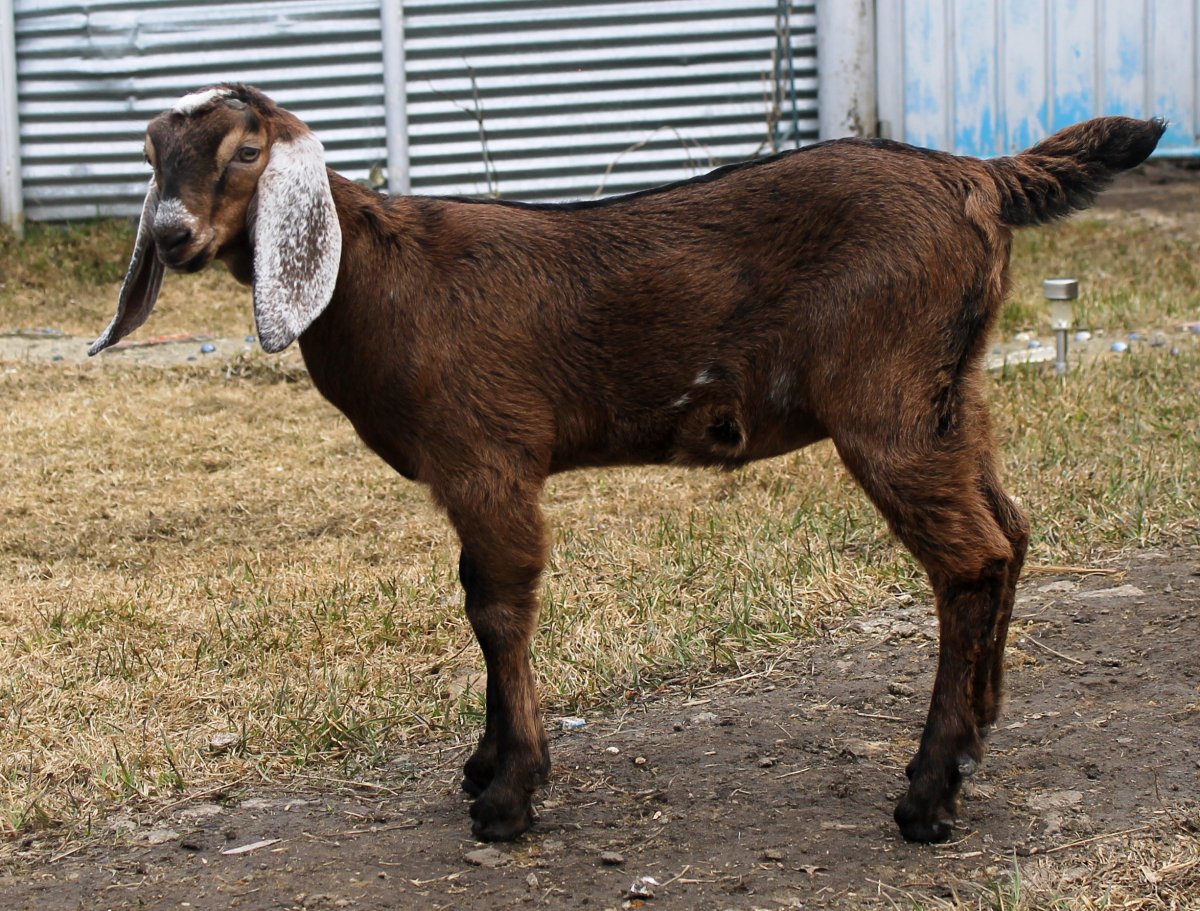 Козы породы Обер Харди