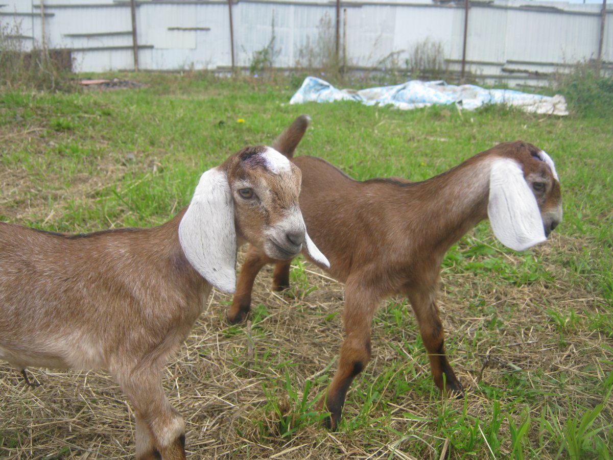 Породы коз без Рог